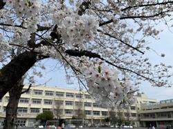 ひよみなの桜写真