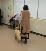 盲導犬との生活体験談