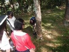 マレーシア熱帯林調査