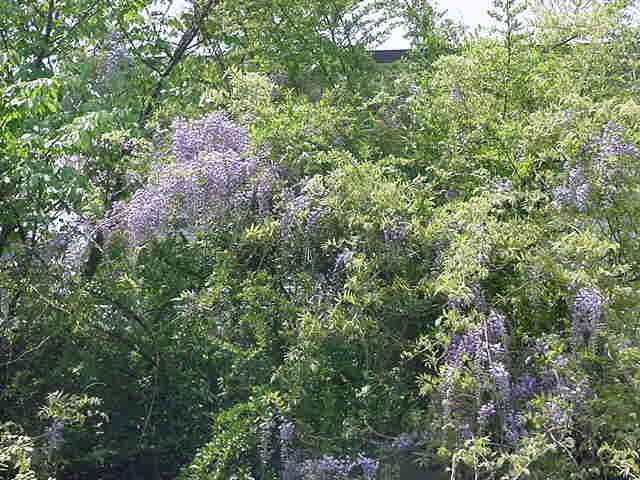 霧が丘第一小学校 春の植物