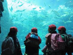 2年生遠足　新江ノ島水族館