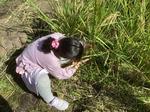 いねかり