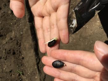 4年生 ヘチマを植え替えました 大道小学校