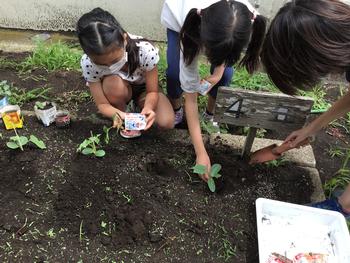 4年生 ヘチマを植え替えました 大道小学校