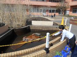 ３月２２日 月 カメの池ができました 荏田南小学校