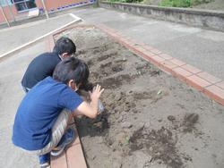 ６月 ４日 金 へちまの植え替え 荏田南小学校