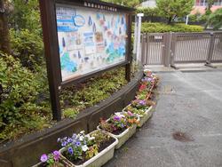 ７月 １日 火 花いっぱいのプランター 荏田南小学校