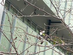 正門の桜
