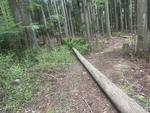 伐採した木の写真