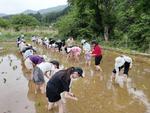 田植えの写真