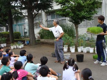 バケツ稲 汲沢小学校