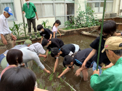 ６月１０日(月)　田植え(５年)