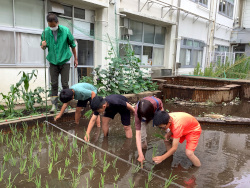 ６月１０日(月)　田植え(５年)