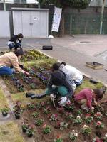 グリーンボランティアの皆さんによる花壇の整備