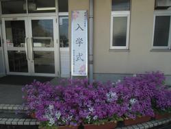 体育館入口・サクラソウにかこまれて