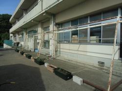 職員室前に設置されたグリーンカーテン