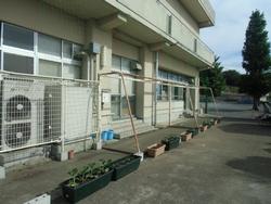 職員室前のグリーンカーテン