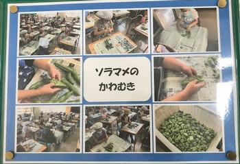 ソラマメ