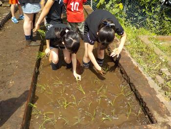 田植え