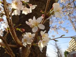 たくさんの桜の花が咲き誇っています。