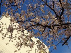 日下小の校舎と桜。職員玄関近くに咲いています。