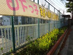 飼育小屋の近くで咲く菜の花