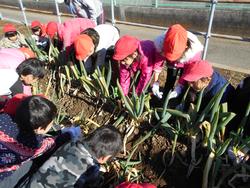 根元の土をほぐして、真上に引き抜くぞ！「せーの！」