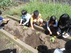 冬野菜の苗植え