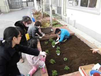 花壇ボラ