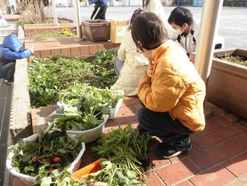 冬野菜