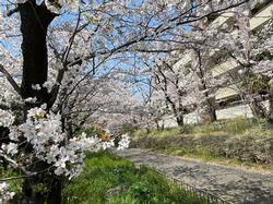 桜門と桜②