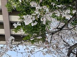 桜④