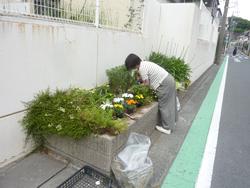 花ボラさん