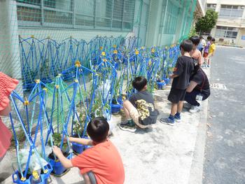 夏野菜