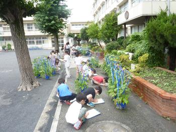 アサガオ