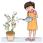 アサガオ