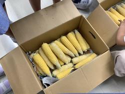 トウモロコシ