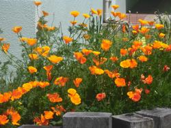オレンジ色の花の名前はカルフォルニアポピーでした 本郷台小学校