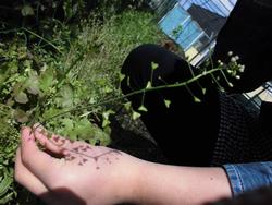 4年 春の生き物を見つけよう 本宿小学校