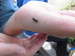 4年 春の生き物を見つけよう 本宿小学校