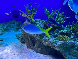 新江ノ島水族館写真