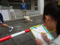 飼育委員会 ふれあい週間 いぶき野小学校