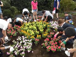 ５ ６年 ふれあい花壇 池上小学校