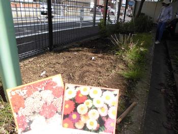 花壇に花の種