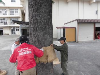 こも巻き