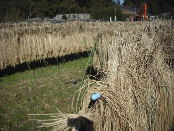 ５年生が脱穀をしました いずみ野小学校