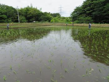 田んぼの補植 ６月１４日金曜日 いずみ野小学校