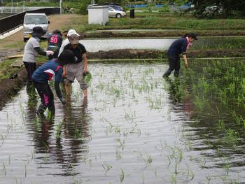 田んぼの補植 ６月１４日金曜日 いずみ野小学校