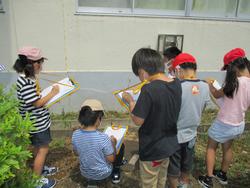 ２年生 中庭で生き物さがしをしました 上瀬谷小学校