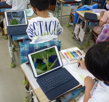 アサガオのつぼみ 神大寺小学校